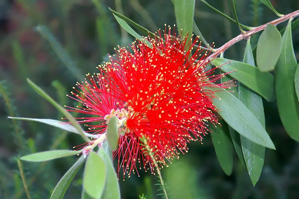 Lemon Bottlebrush (Callistemon Citrinus) — The Lemon Bottlebrush (Callistemon citrinus) is an eye-catching evergreen shrub; it reaches a mature, image 57