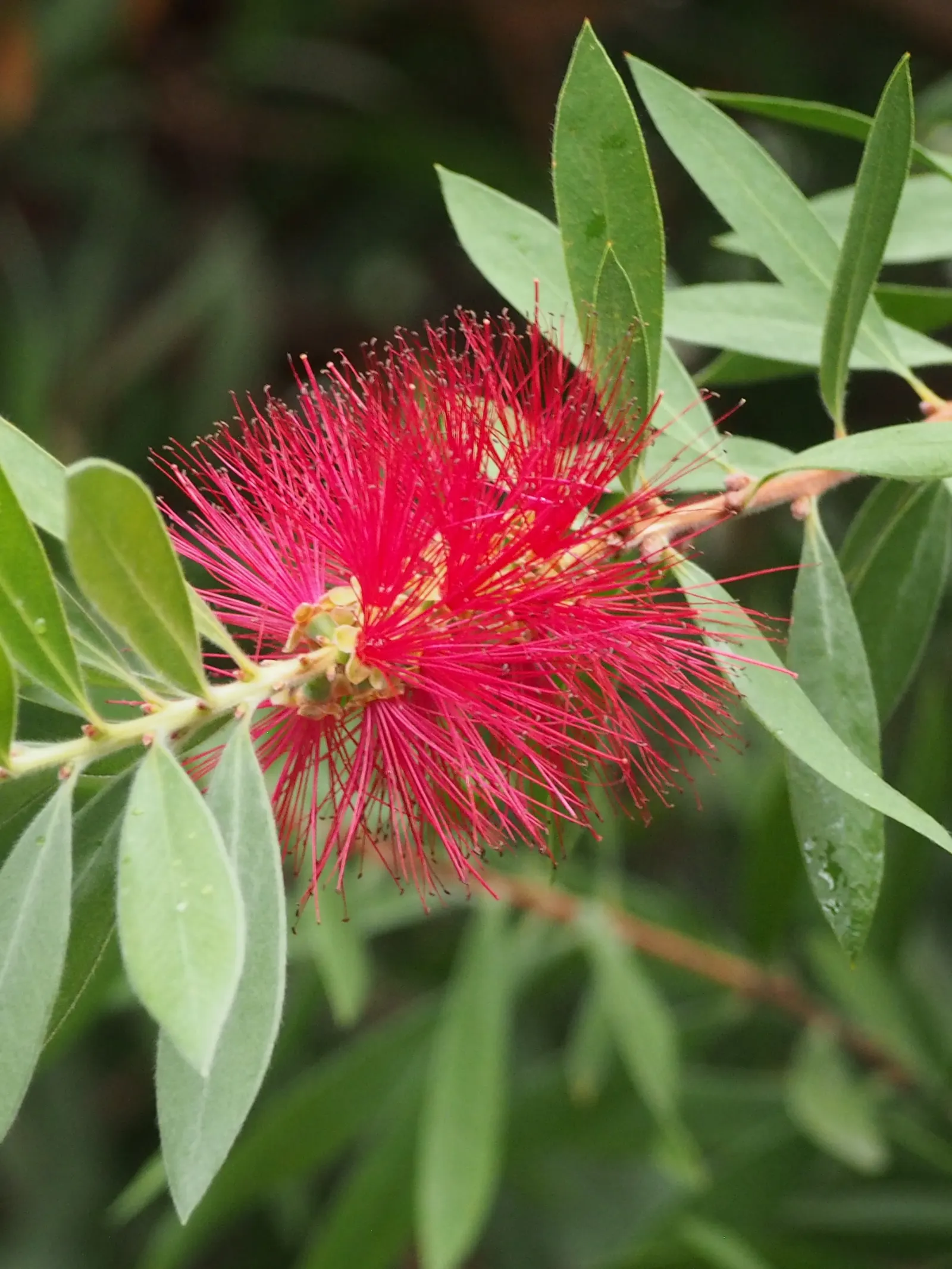 Lemon Bottlebrush (Callistemon Citrinus) — notable for its vibrant red; this plant is a popular choice for adding splashes of vivid red to, image 170