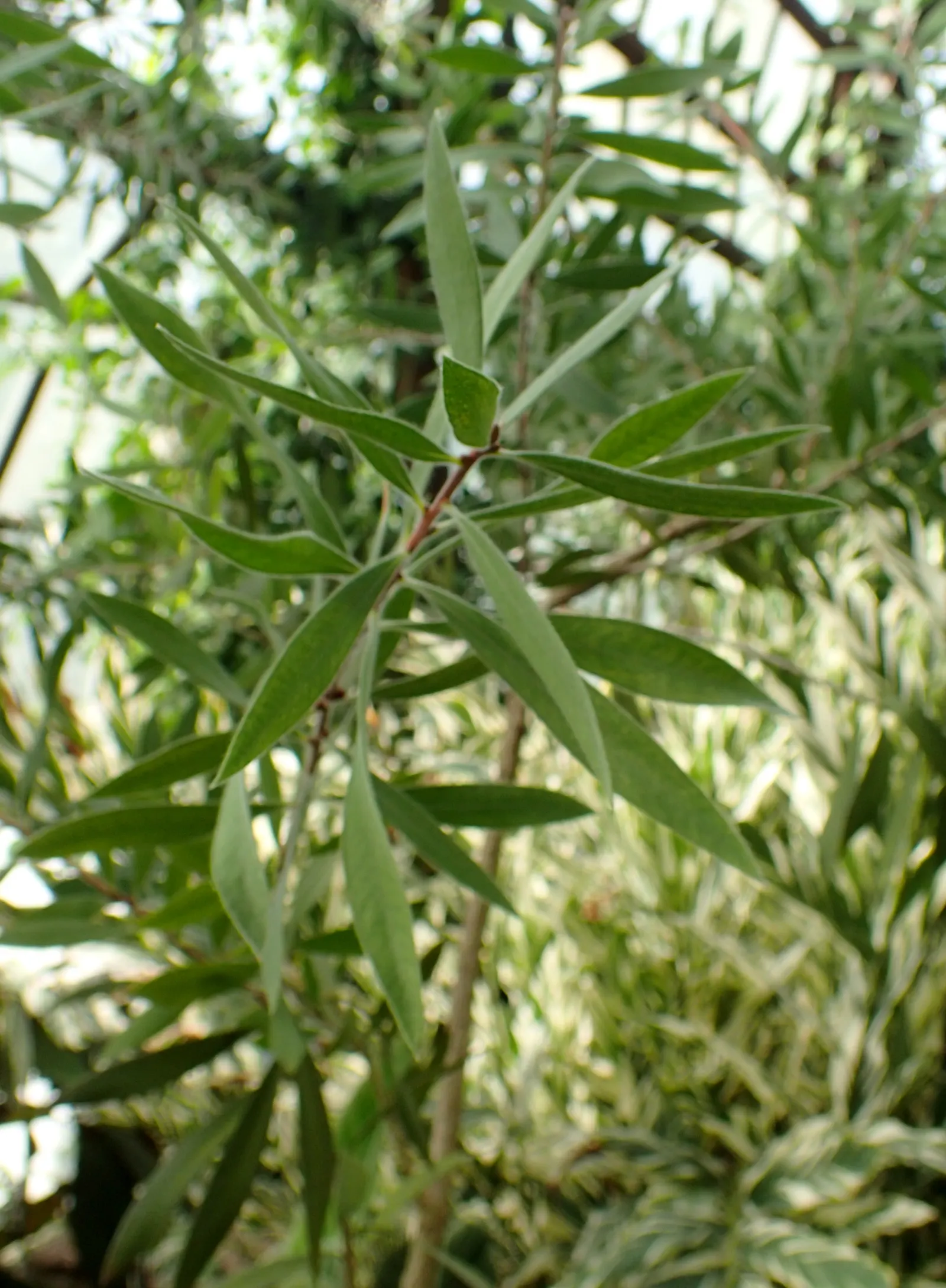Lemon Bottlebrush (Callistemon Citrinus) — or part of a mixed border; it reaches a mature size of 8-10 feet tall and 5-8 feet wide, flourishing in, image 161