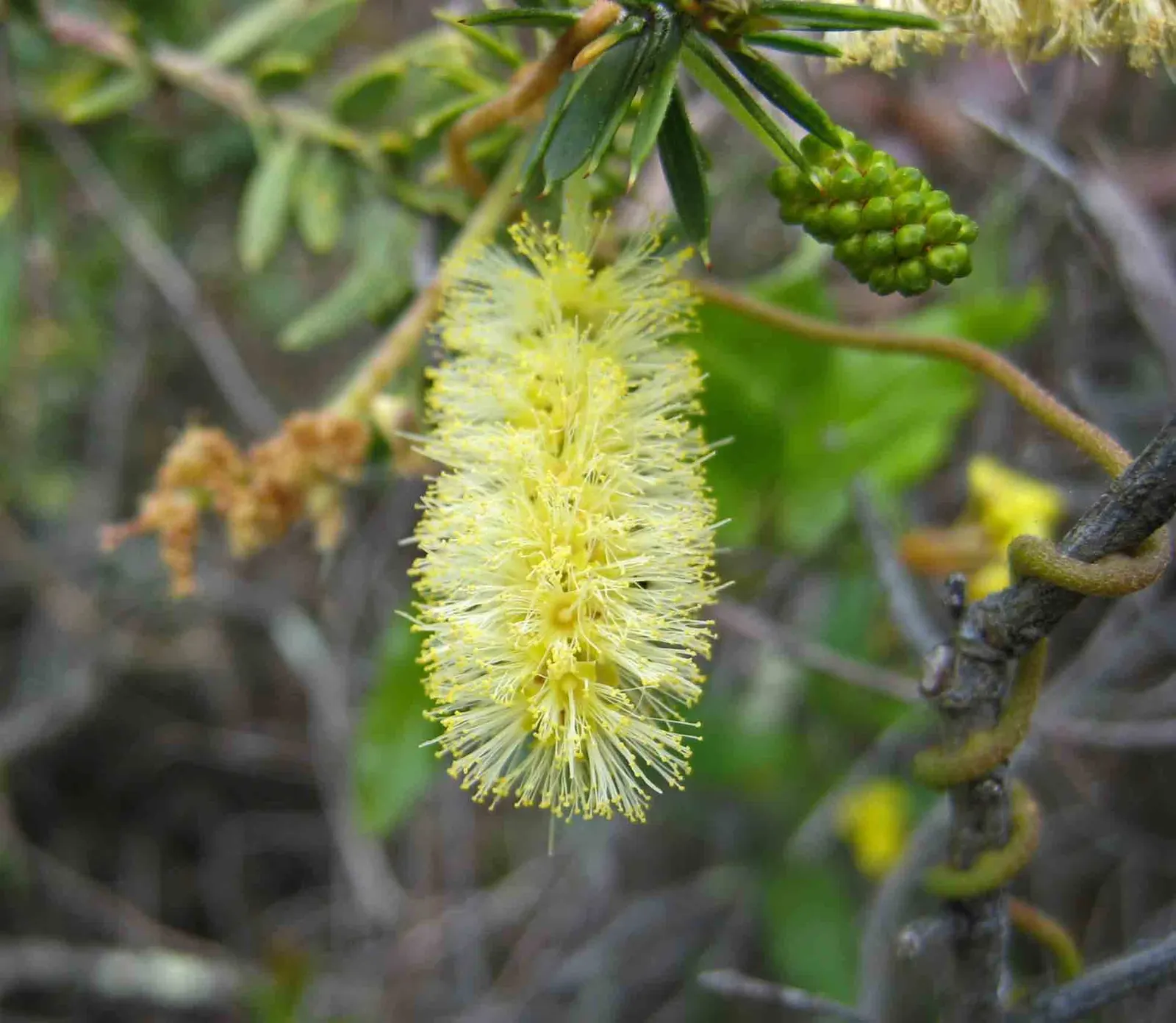 Lemon Bottlebrush (Callistemon Citrinus) — brush-like flowers and citrus-scented leaves; however, it is advisable to provide supplemental watering during the