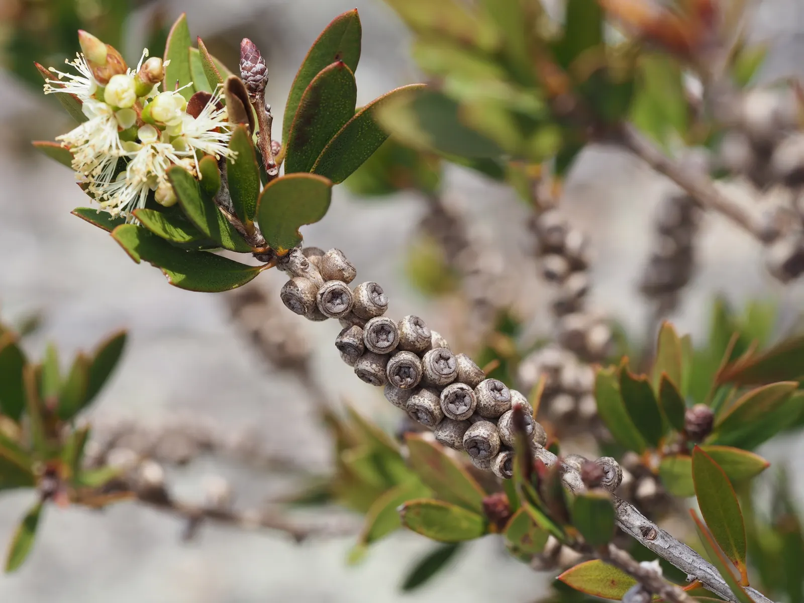 Lemon Bottlebrush (Callistemon Citrinus) — evergreen leaves are lance-shaped and release a citrus fragrance when crushed