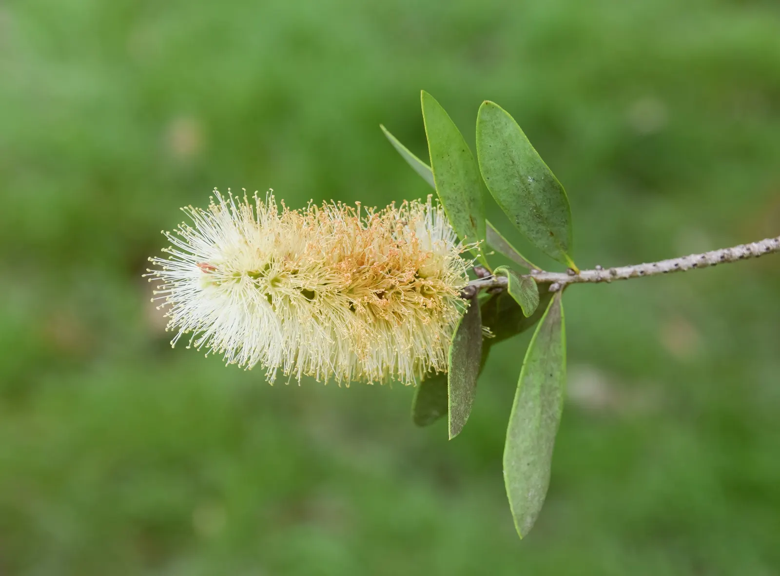 Lemon Bottlebrush (Callistemon Citrinus) — The Lemon Bottlebrush (Callistemon citrinus) is an eye-catching evergreen shrub; it reaches a mature size of 8-10