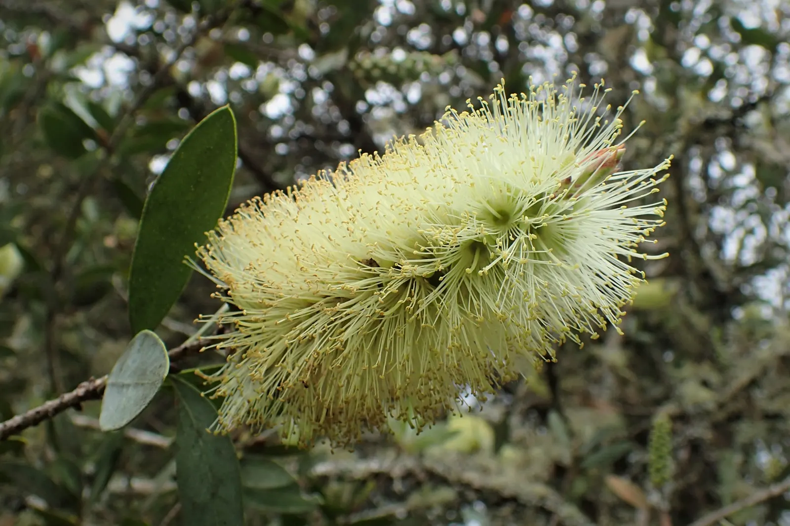 Lemon Bottlebrush (Callistemon Citrinus) — Callistemon citrinus may require protection from frost.<br><br>Whether used as a specimen plant