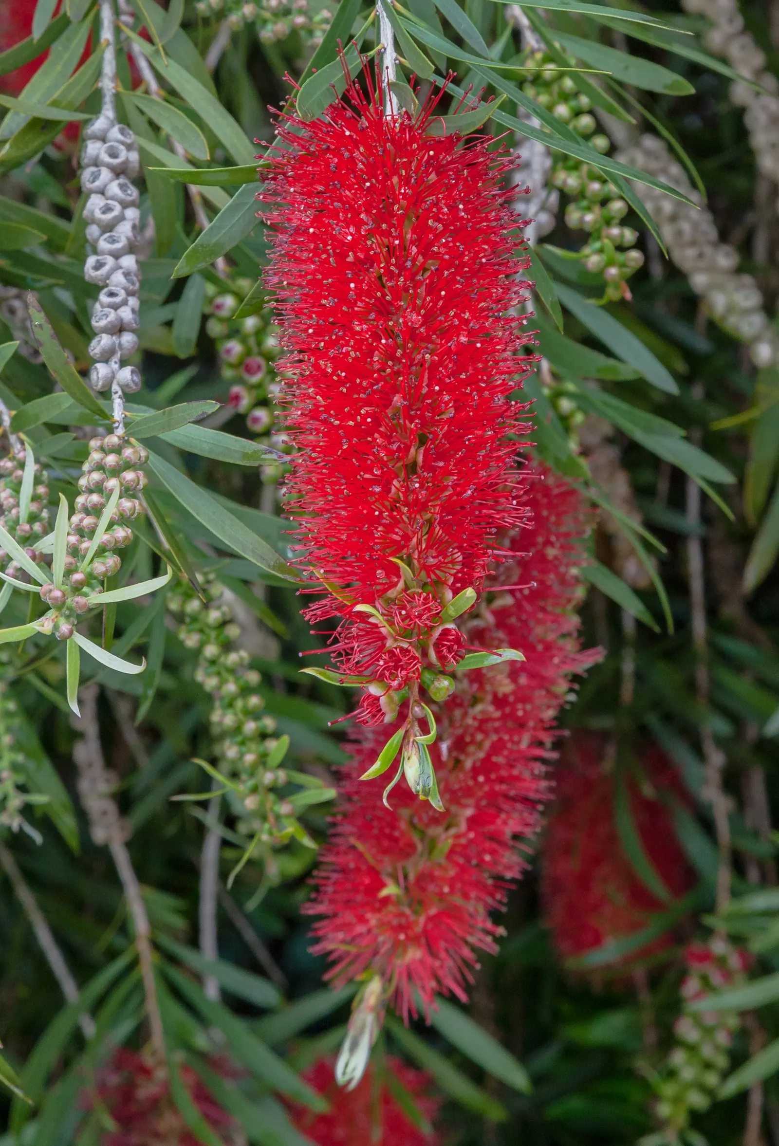 Lemon Bottlebrush (Callistemon Citrinus) — evergreen leaves are lance-shaped and release a citrus fragrance when crushed; it reaches a mature size, image 157