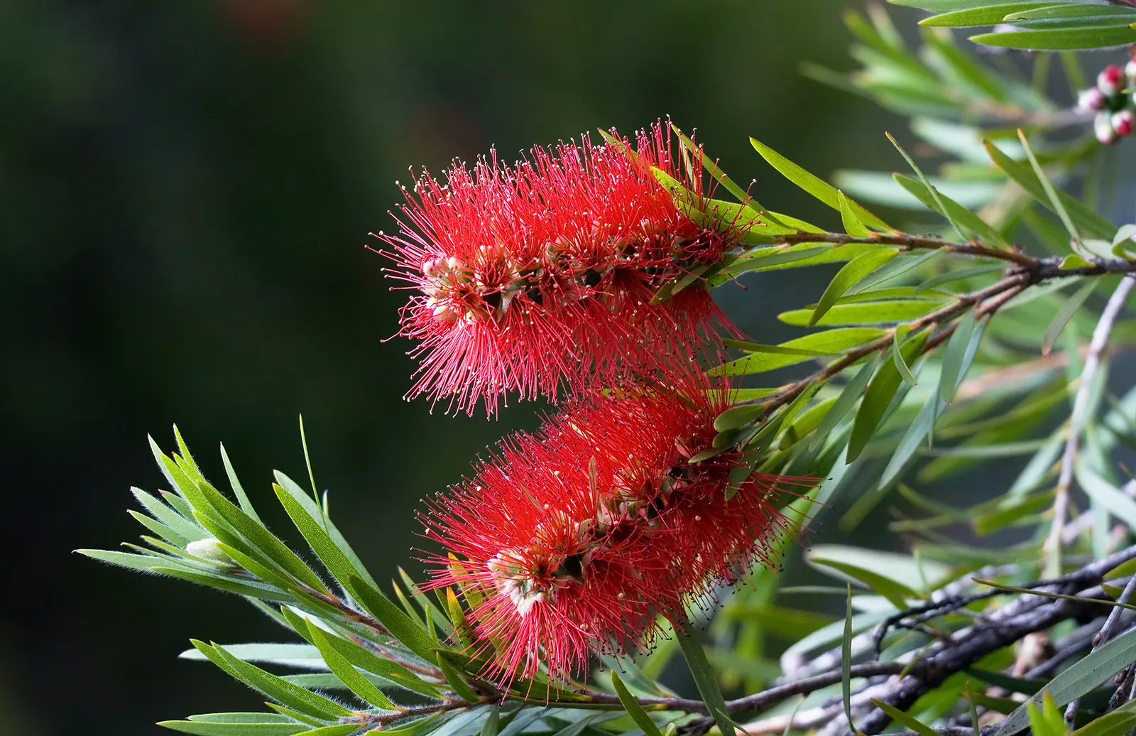 Lemon Bottlebrush (Callistemon Citrinus) — Callistemon citrinus may require protection from frost.<br><br>Whether used as a specimen plant, image 160