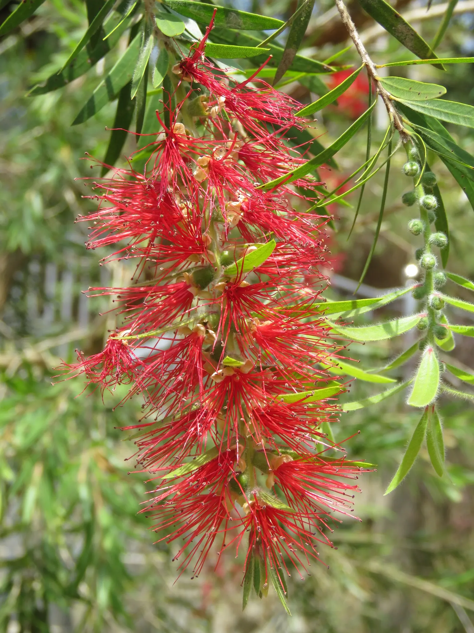 Lemon Bottlebrush (Callistemon Citrinus) — making it an excellent addition to low-maintenance and wildlife-friendly gardens; however, it is advisable to