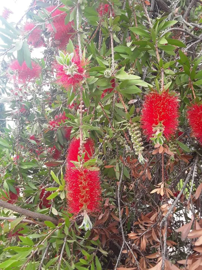 Lemon Bottlebrush (Callistemon Citrinus) — making it an excellent addition to low-maintenance and wildlife-friendly gardens; however, it is, image 175