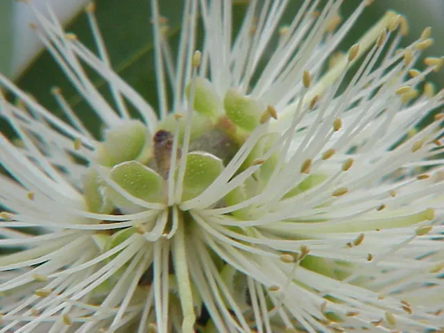 Lemon Bottlebrush (Callistemon Citrinus) — its resilient nature and showy appearance make the Lemon Bottlebrush a valuable addition to any garden