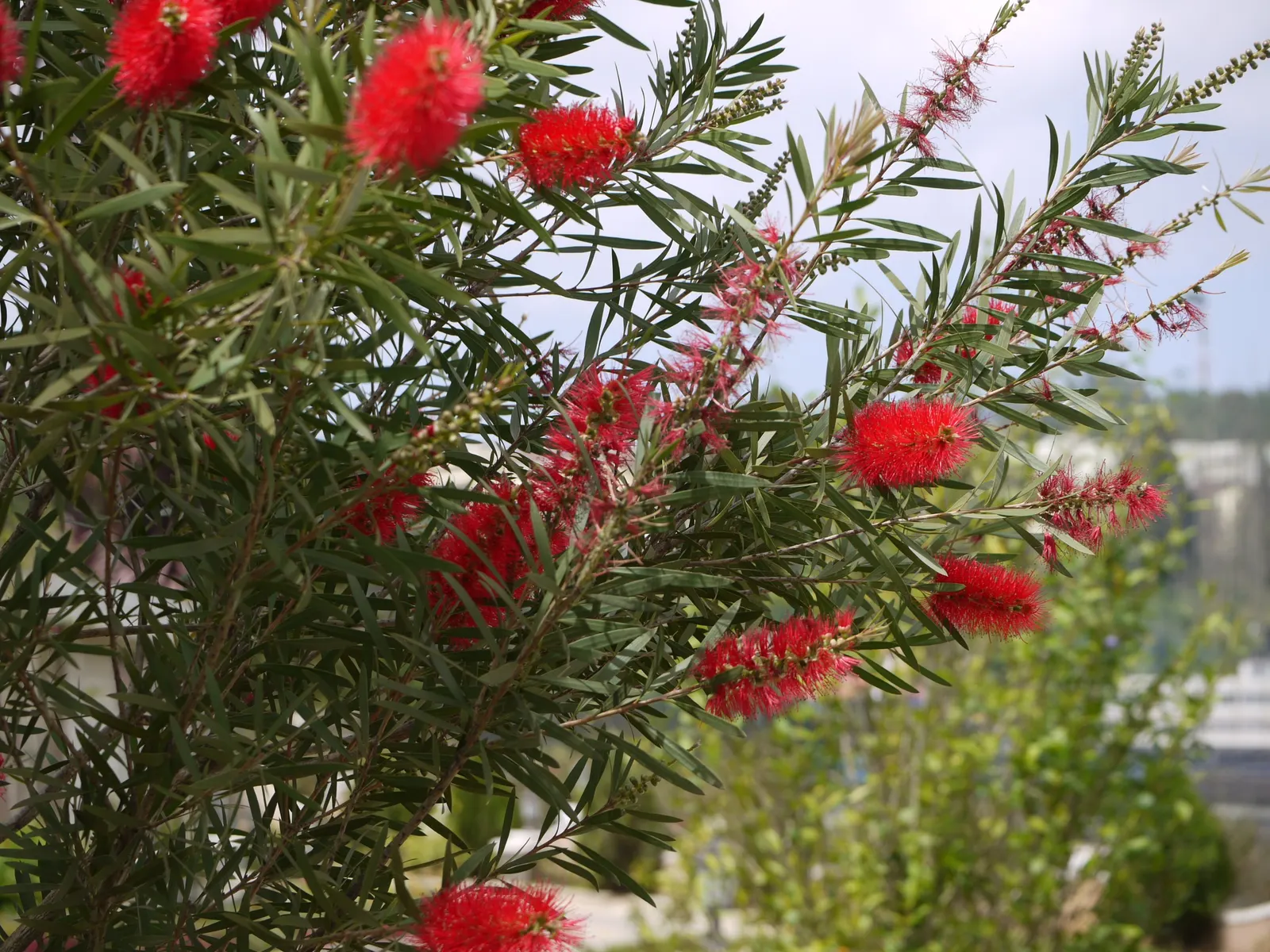 Lemon Bottlebrush (Callistemon Citrinus) — scientifically known as Callistemon citrinus; ensuring the plant remains a focal point in the landscape, image 176