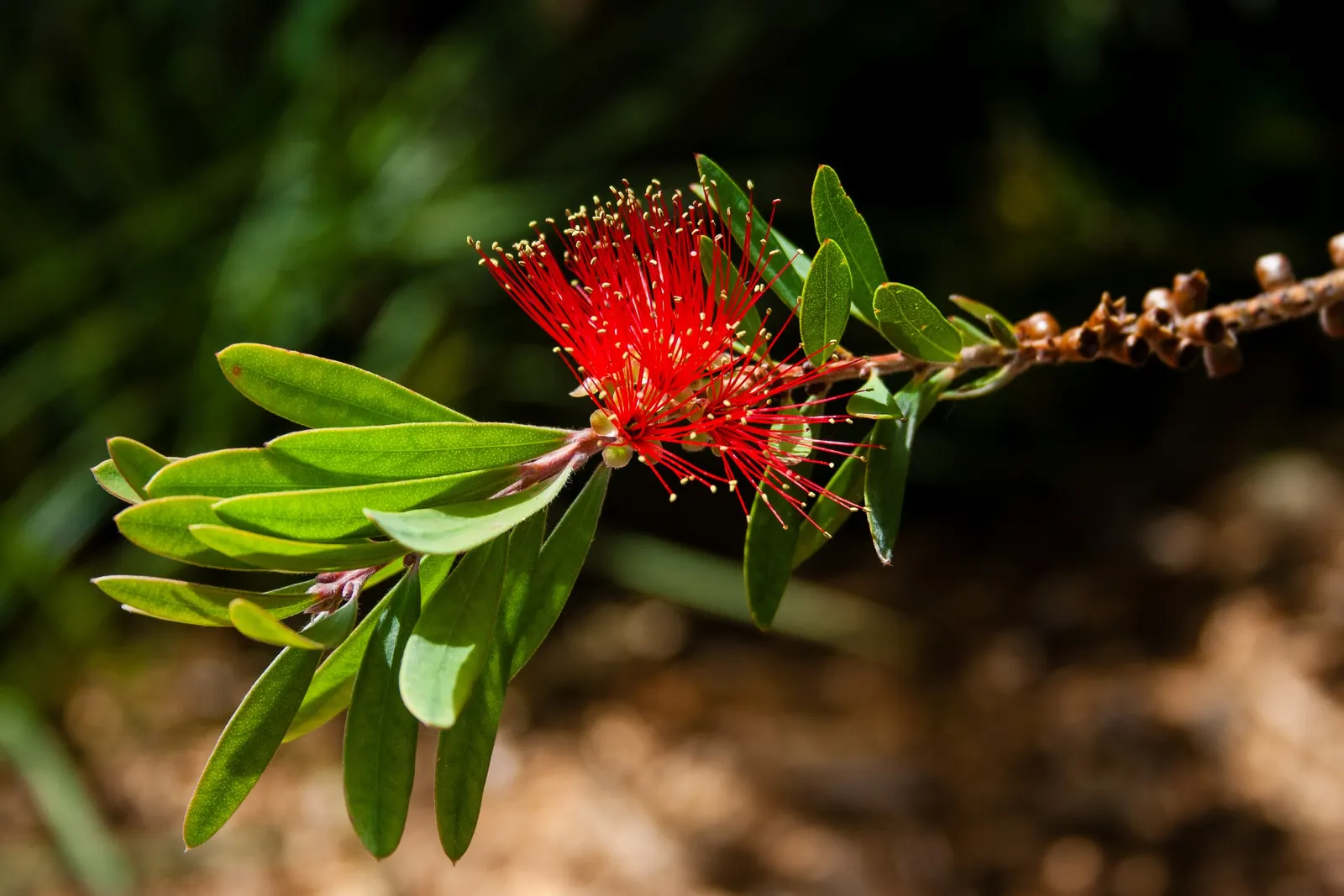 Lemon Bottlebrush (Callistemon Citrinus) — ensuring the plant remains a focal point in the landscape all year round; it reaches a mature size of, image 165