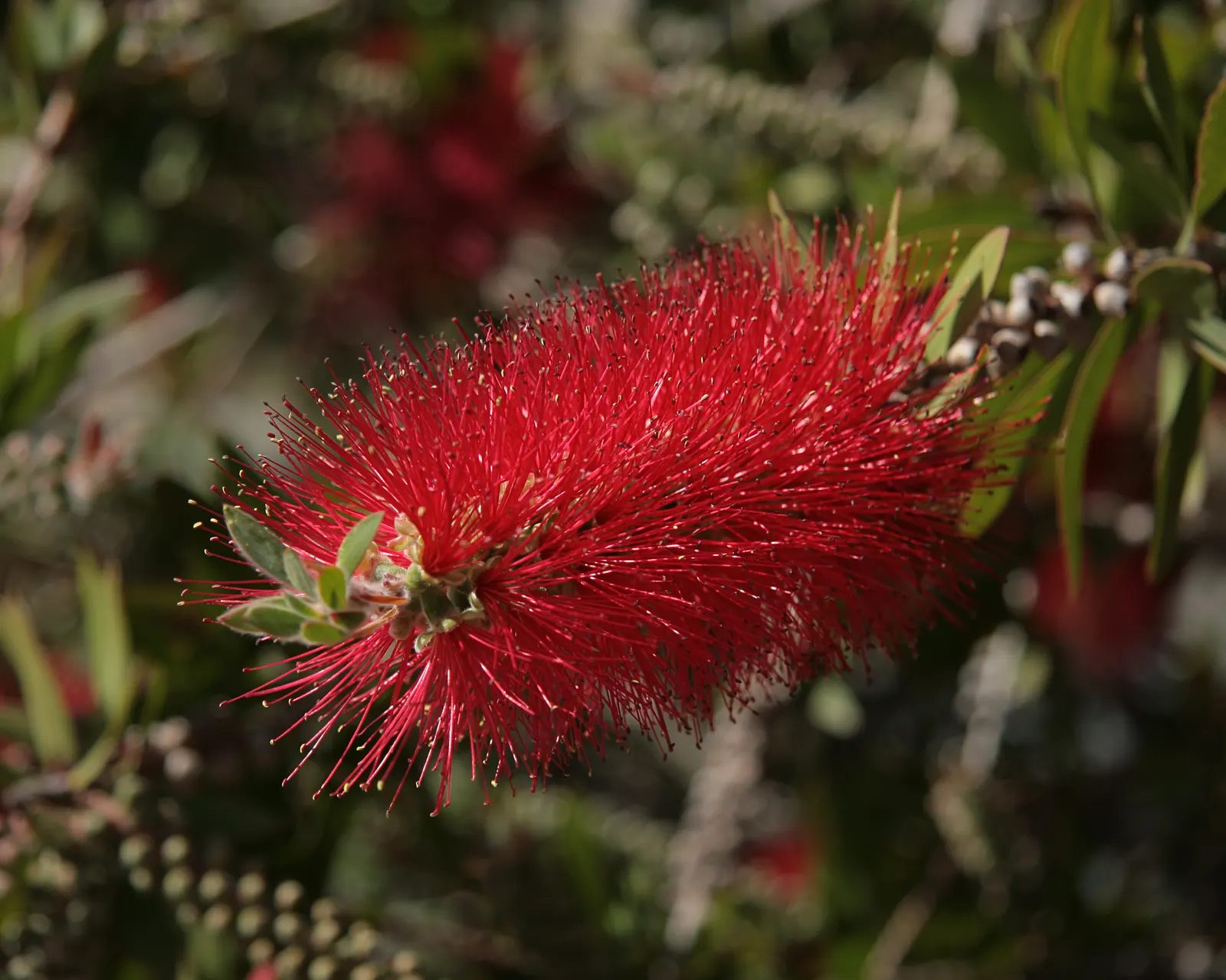 Lemon Bottlebrush (Callistemon Citrinus) — though it flourishes in soil that is moist and well-drained; this plant is a popular choice for adding, image 154