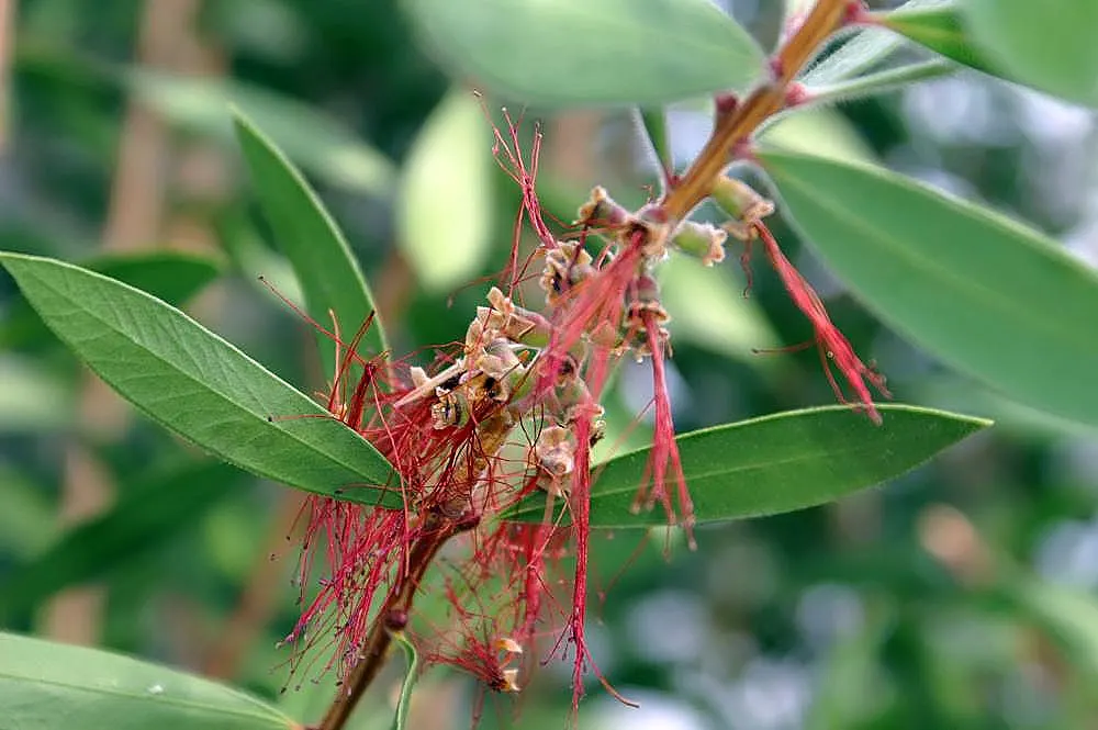 Lemon Bottlebrush (Callistemon Citrinus) — However, it is advisable to provide supplemental watering during the dry months; this plant is a popular choice for