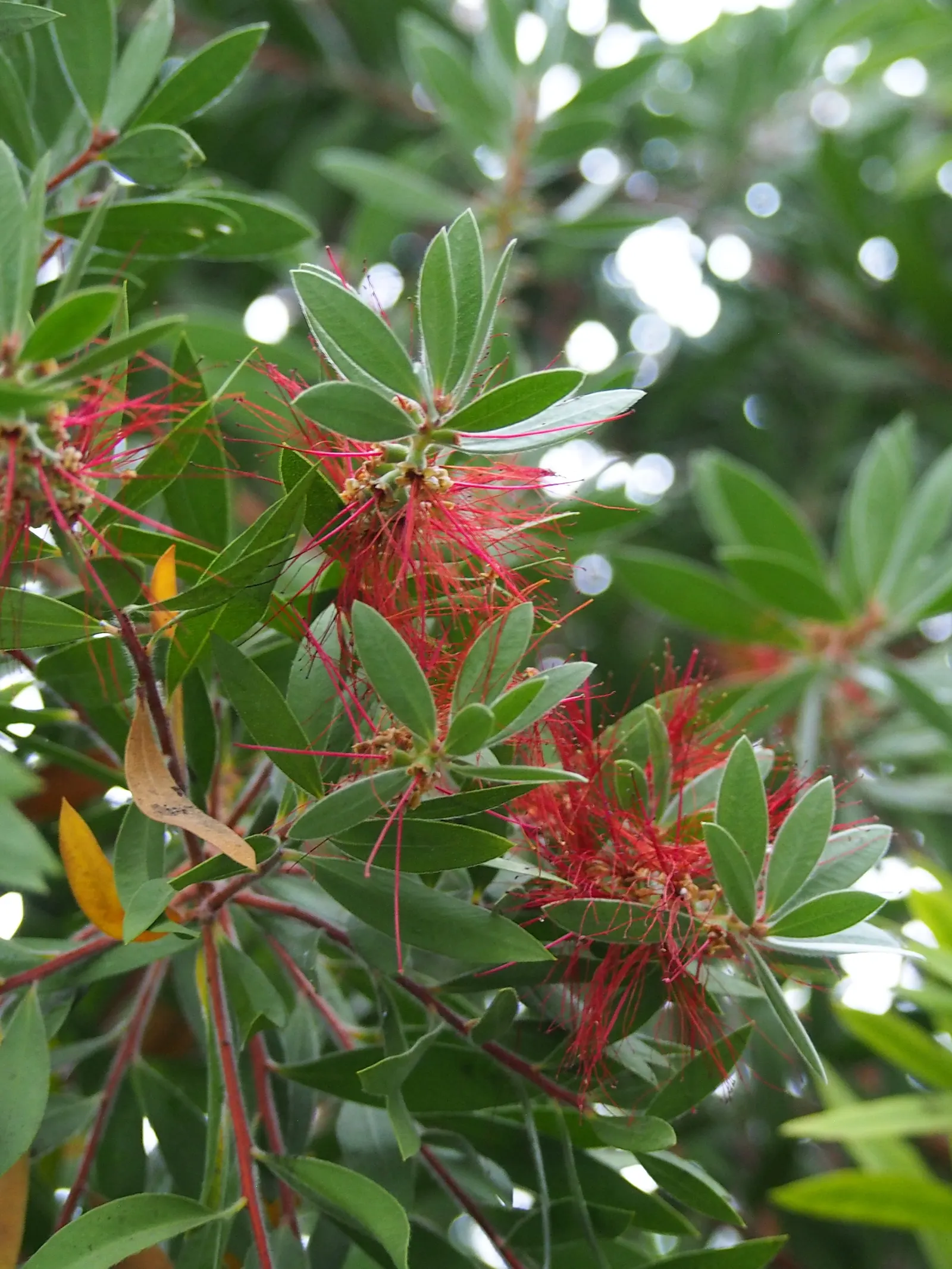 Lemon Bottlebrush (Callistemon Citrinus) — slow-release fertilizer in the growing season will encourage vibrant blooms and healthy growth; ensuring, image 164