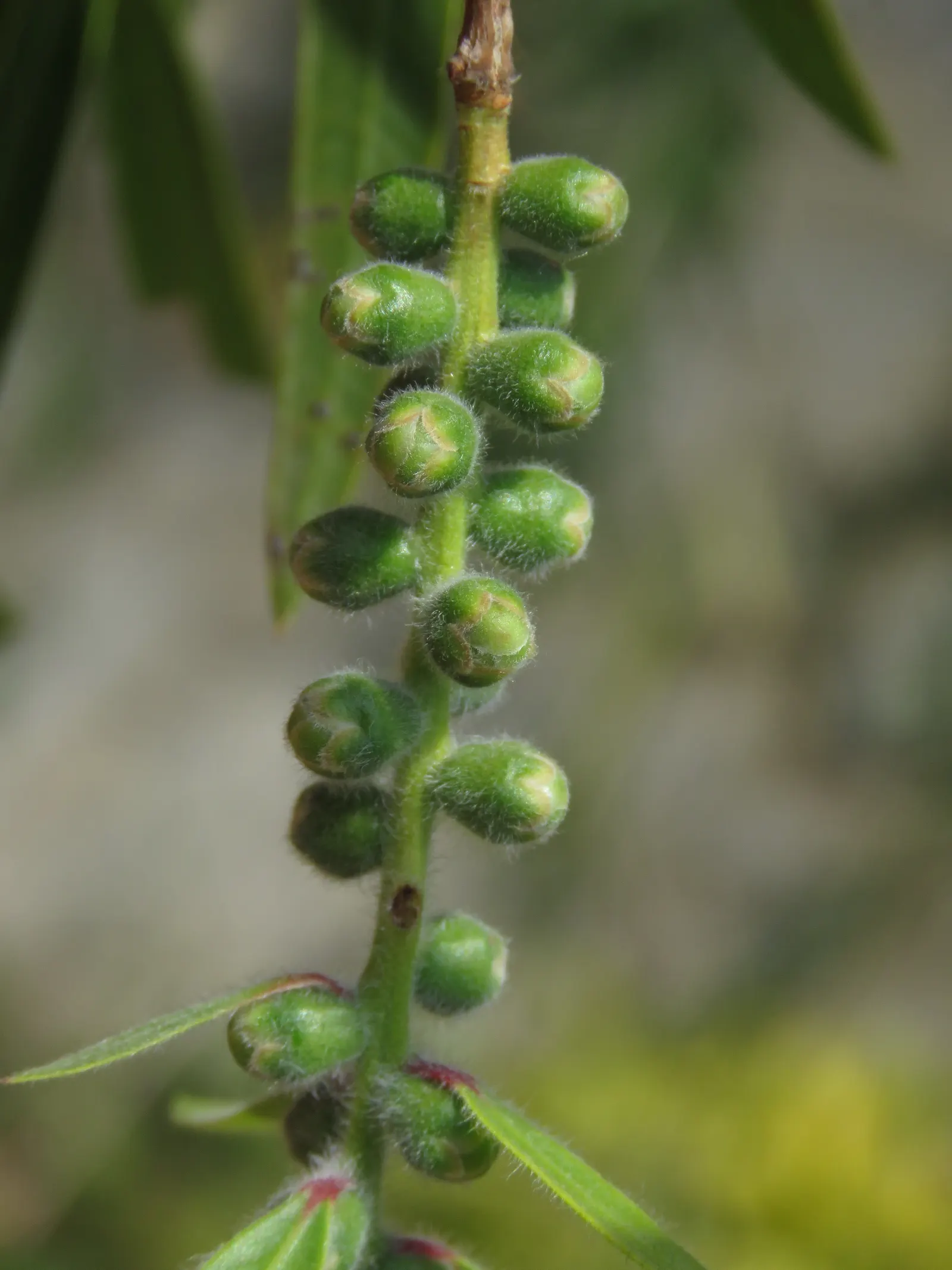 Lemon Bottlebrush (Callistemon Citrinus) — scientifically known as Callistemon citrinus; ensuring the plant remains a focal point in the landscape all year