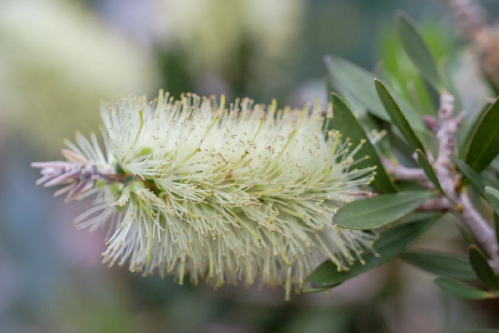 Lemon Bottlebrush (Callistemon Citrinus) — This Australian native offers year-round interest; it reaches a mature size of 8-10 feet tall and 5-8 feet wide