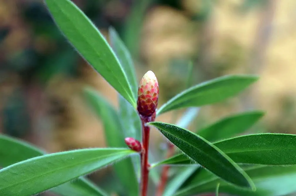 Lemon Bottlebrush (Callistemon Citrinus) — attracting pollinators such as bees and hummingbirds; however, it is advisable to provide supplemental, image 71
