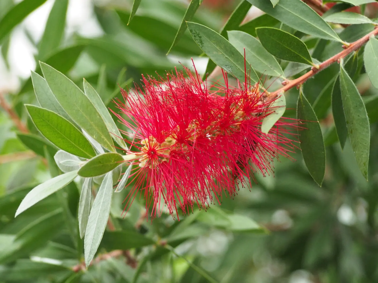 Lemon Bottlebrush (Callistemon Citrinus) — brush-like flowers and citrus-scented leaves; however, it is advisable to provide supplemental watering, image 171