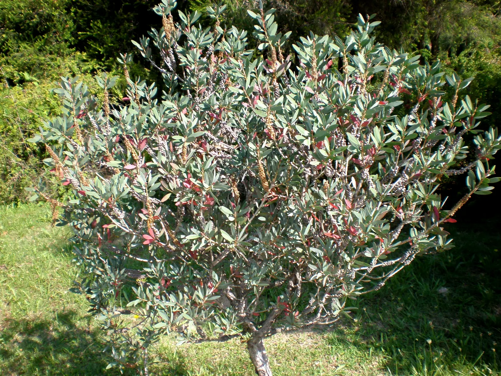 Lemon Bottlebrush (Callistemon Citrinus) — though it flourishes in soil that is moist and well-drained