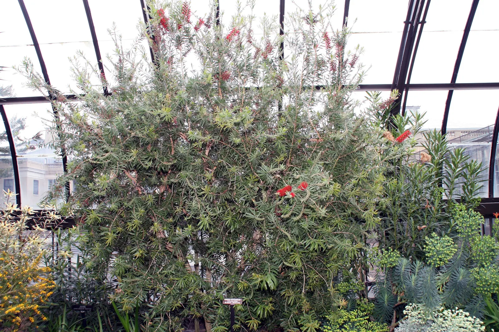 Lemon Bottlebrush (Callistemon Citrinus) — evergreen leaves are lance-shaped and release a citrus fragrance when crushed; it reaches a mature size of 8-10 feet