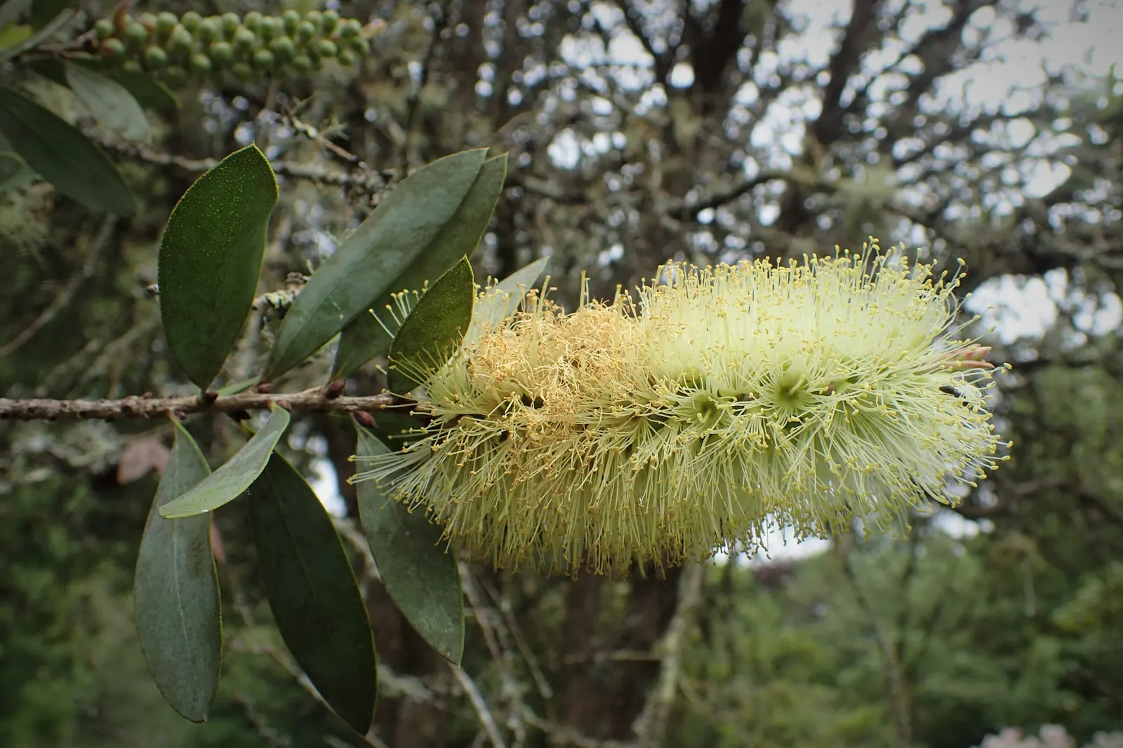 Lemon Bottlebrush (Callistemon Citrinus) — However, it is advisable to provide supplemental watering during the dry months