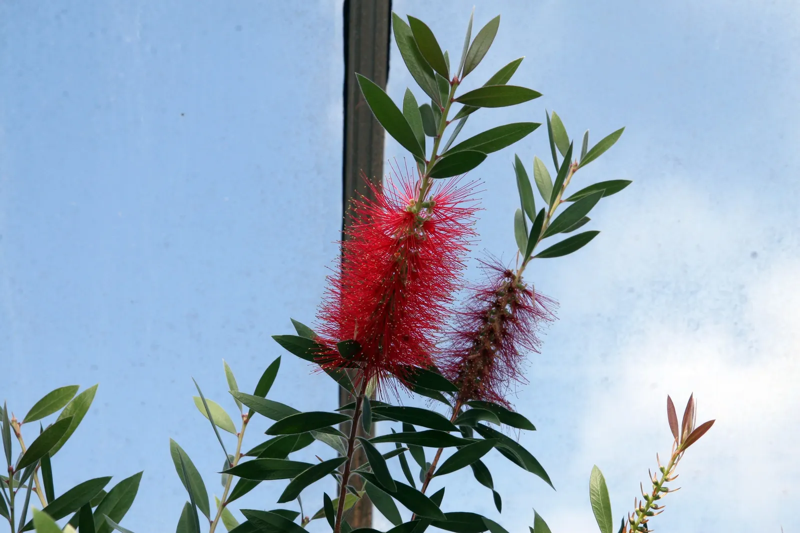 Lemon Bottlebrush (Callistemon Citrinus) — making it an excellent addition to low-maintenance and wildlife-friendly gardens; however, it is, image 63