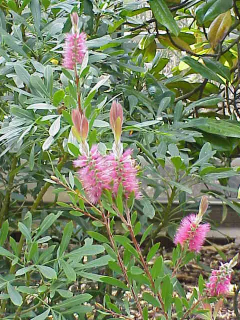 Lemon Bottlebrush (Callistemon Citrinus) — This Australian native offers year-round interest; it reaches a mature size of 8-10 feet tall and 5-8, image 173