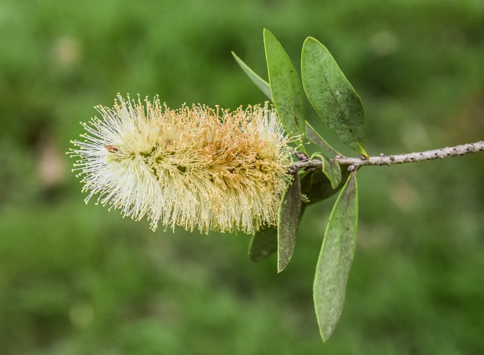 Lemon Bottlebrush (Callistemon Citrinus) — slow-release fertilizer in the growing season will encourage vibrant blooms and healthy growth
