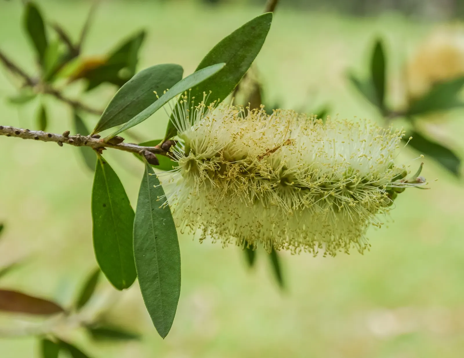 Lemon Bottlebrush (Callistemon Citrinus) — tree with red blooms