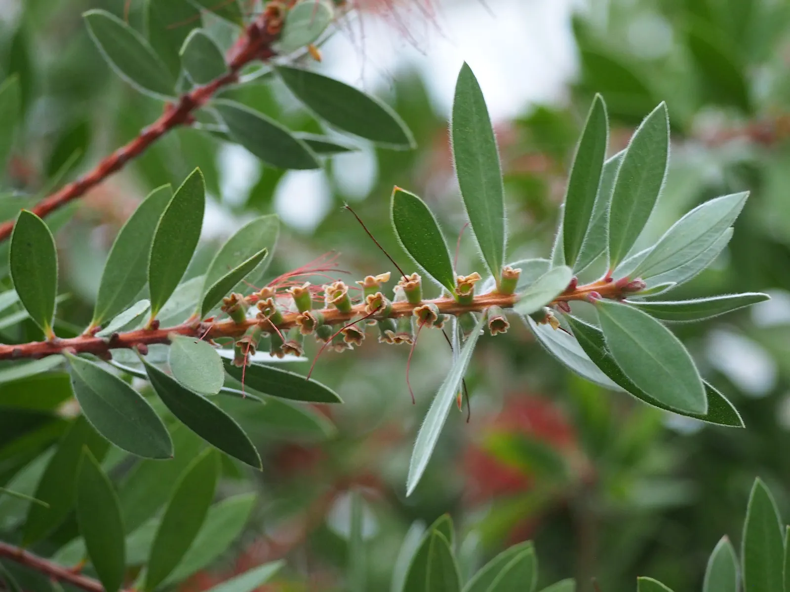 Lemon Bottlebrush (Callistemon Citrinus) — and attracts hummingbirds and pollinators; this plant is a popular choice for adding splashes of vivid, image 174