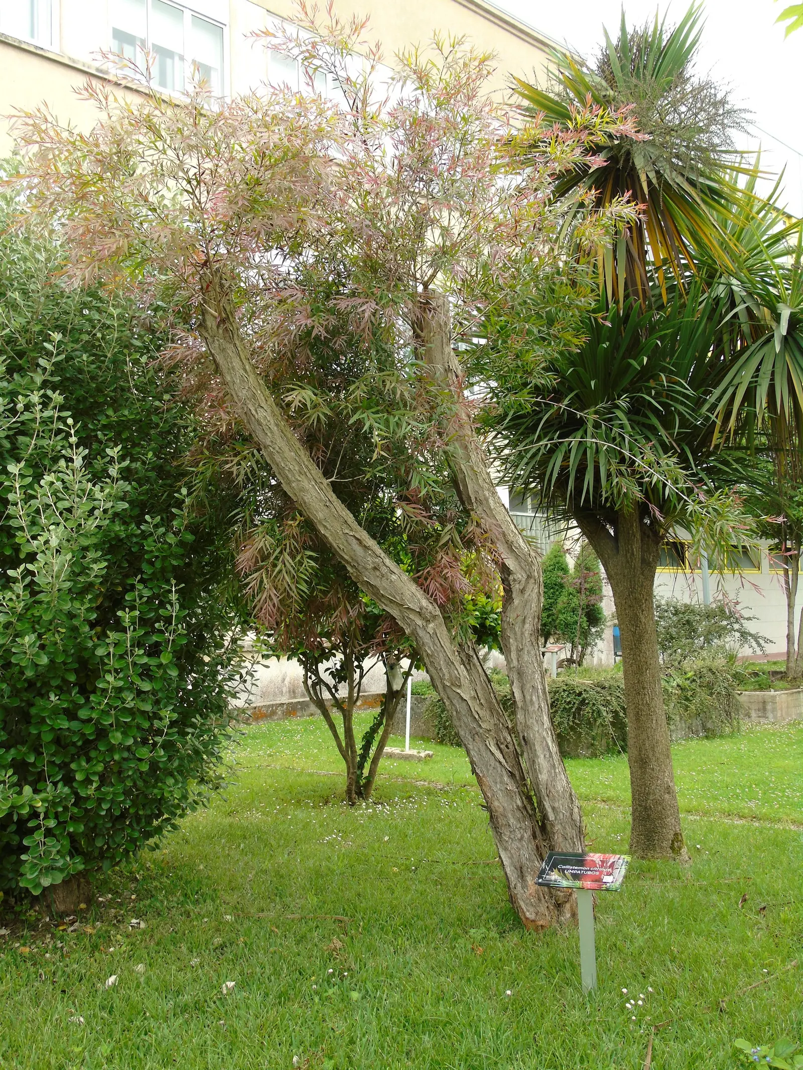 Lemon Bottlebrush (Callistemon Citrinus) — The flowers can reach lengths of approximately 4 to 6 inches; ensuring the plant remains a focal point, image 72