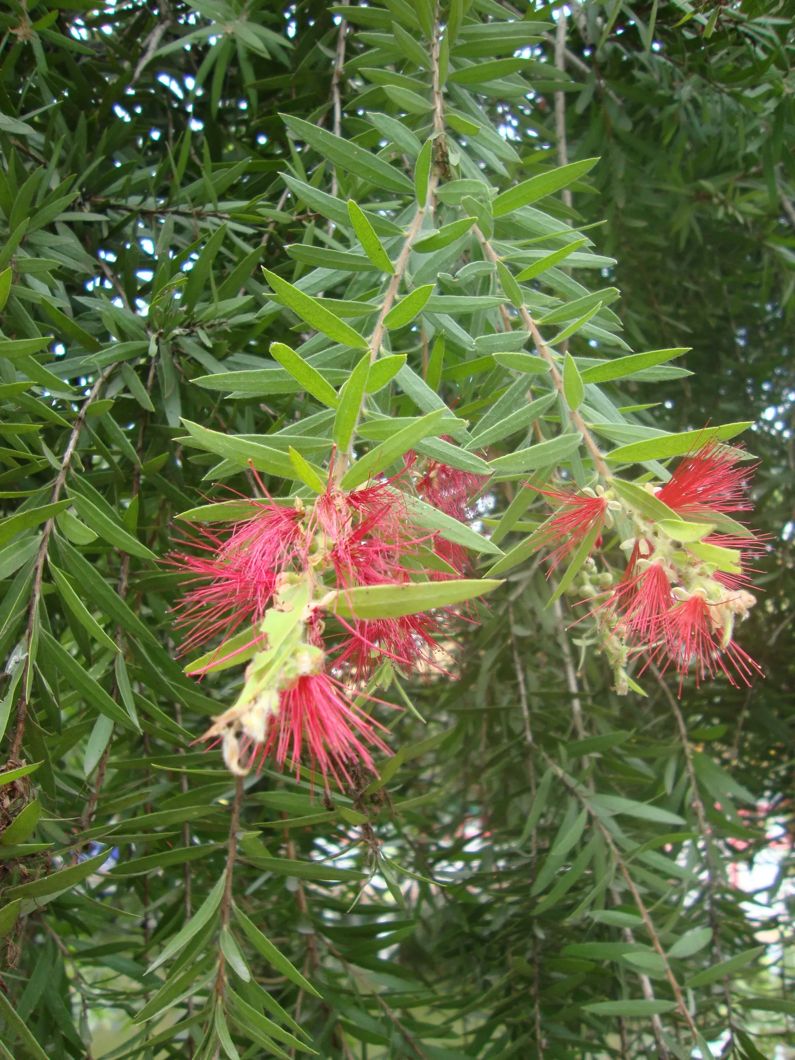 Lemon Bottlebrush (Callistemon Citrinus) — this plant is a popular choice for adding splashes of vivid red to landscapes and gardens; however, it, image 179