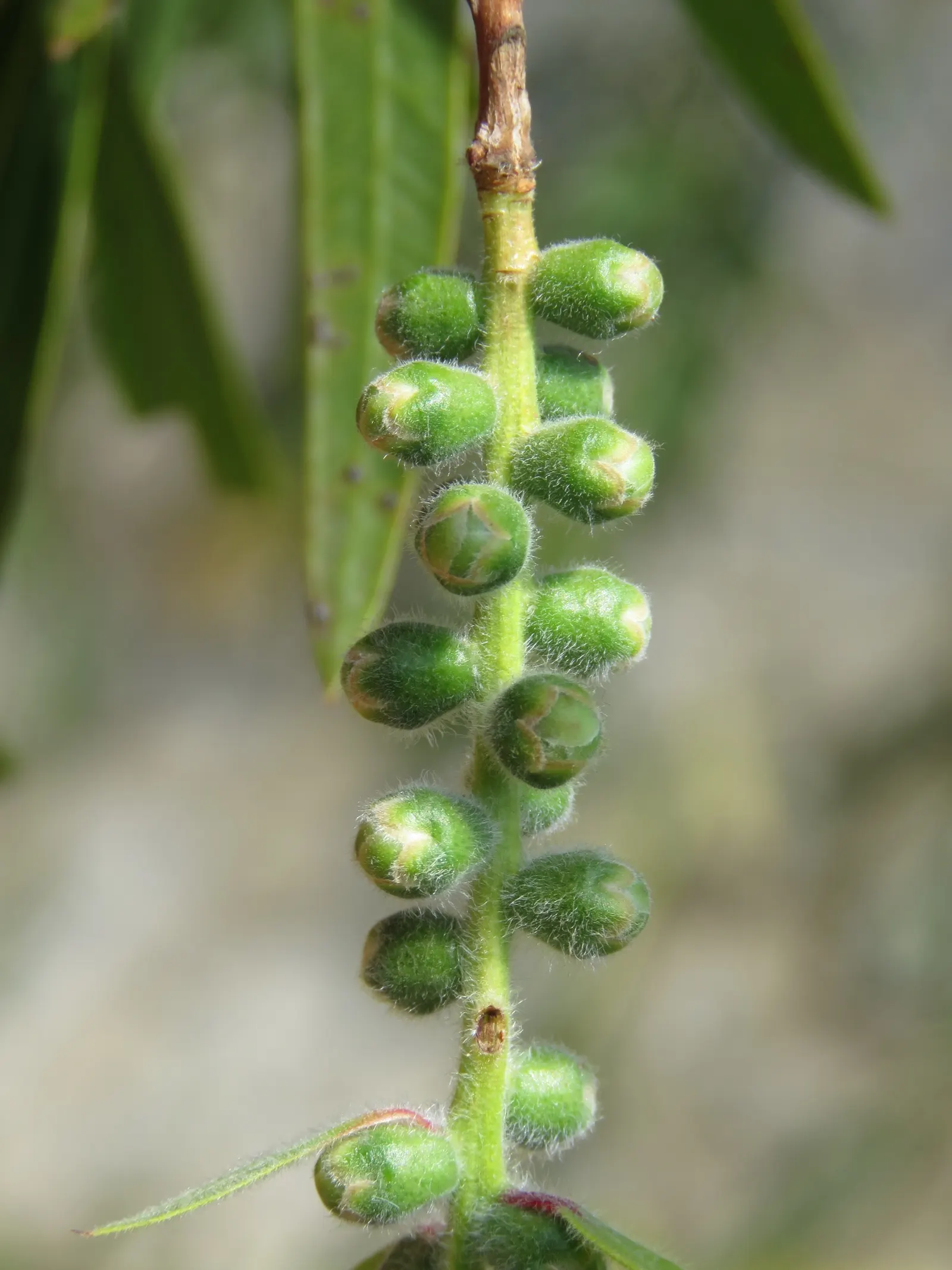 Lemon Bottlebrush (Callistemon Citrinus) — is a vibrant and robust evergreen shrub native to Australia; it reaches a mature size of 8-10 feet tall and 5-8 feet