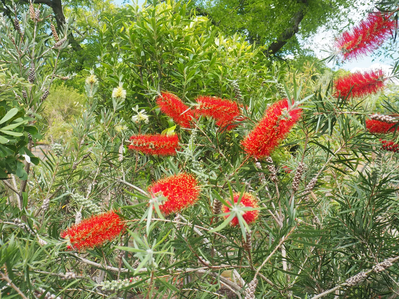 Lemon Bottlebrush (Callistemon Citrinus) — This hardy shrub prefers full sun to partial shade and is adaptable to a variety of soil types; it reaches a mature