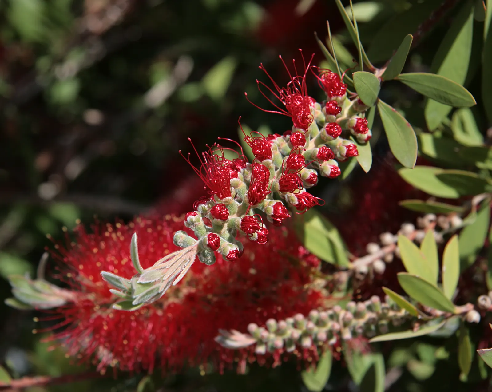 Lemon Bottlebrush (Callistemon Citrinus) — this plant is a popular choice for adding splashes of vivid red to landscapes and gardens; however, it, image 151