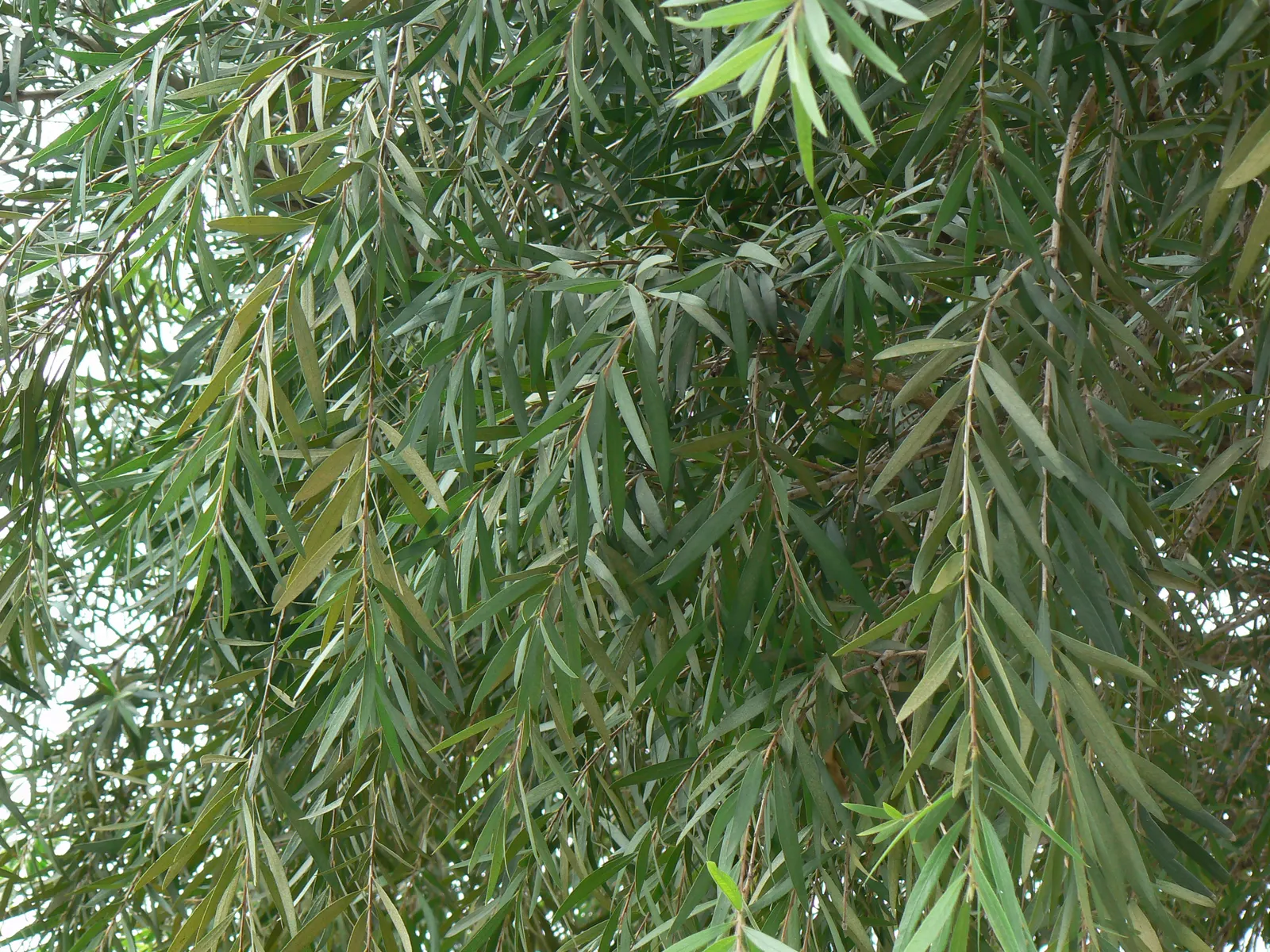 Lemon Bottlebrush (Callistemon Citrinus) — Callistemon citrinus thrives in USDA hardiness zones 8 through 11; ensuring the plant remains a focal, image 180