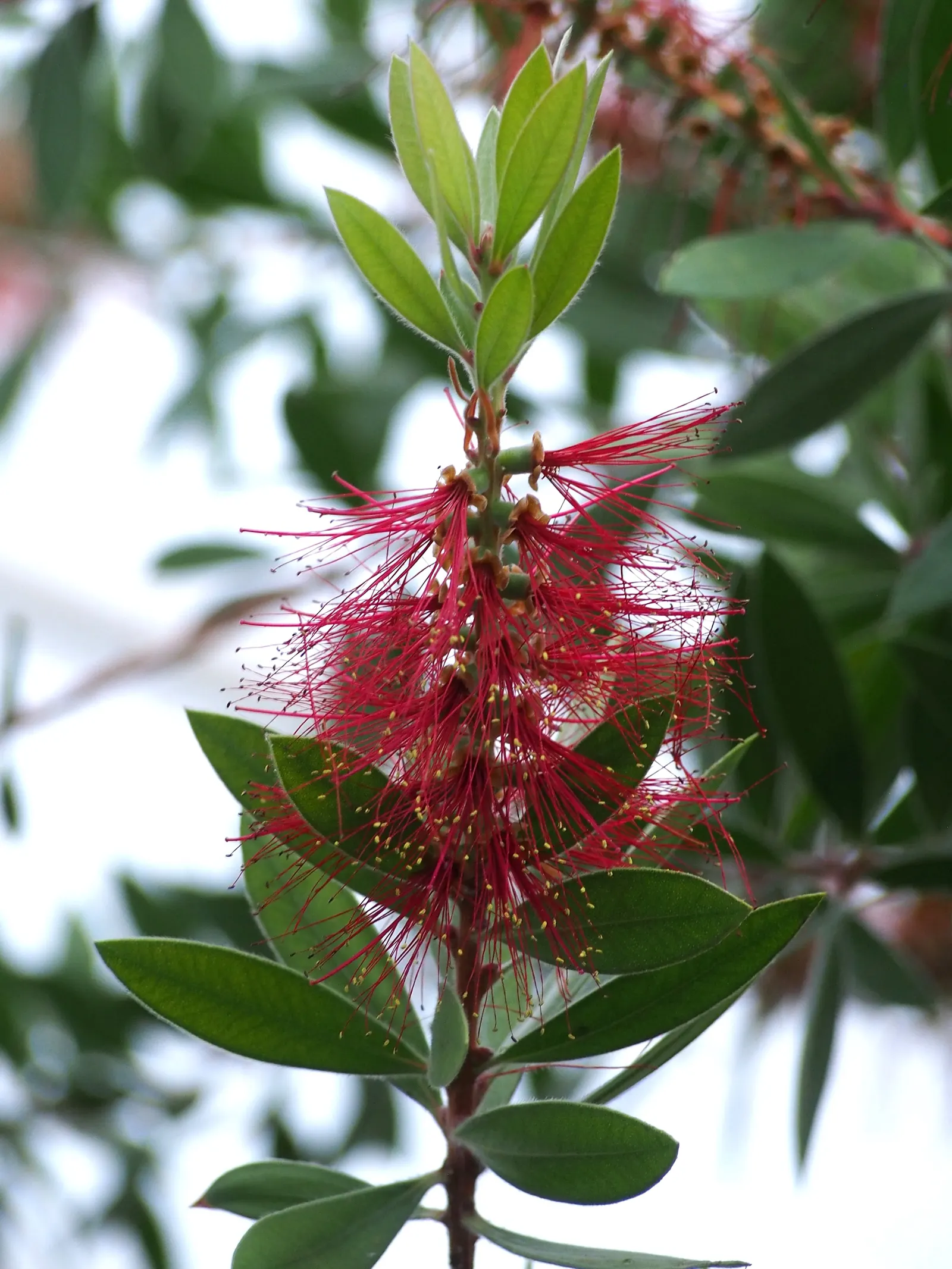 Lemon Bottlebrush (Callistemon Citrinus) — tree with red blooms; however, it is advisable to provide supplemental watering during the dry months, image 167
