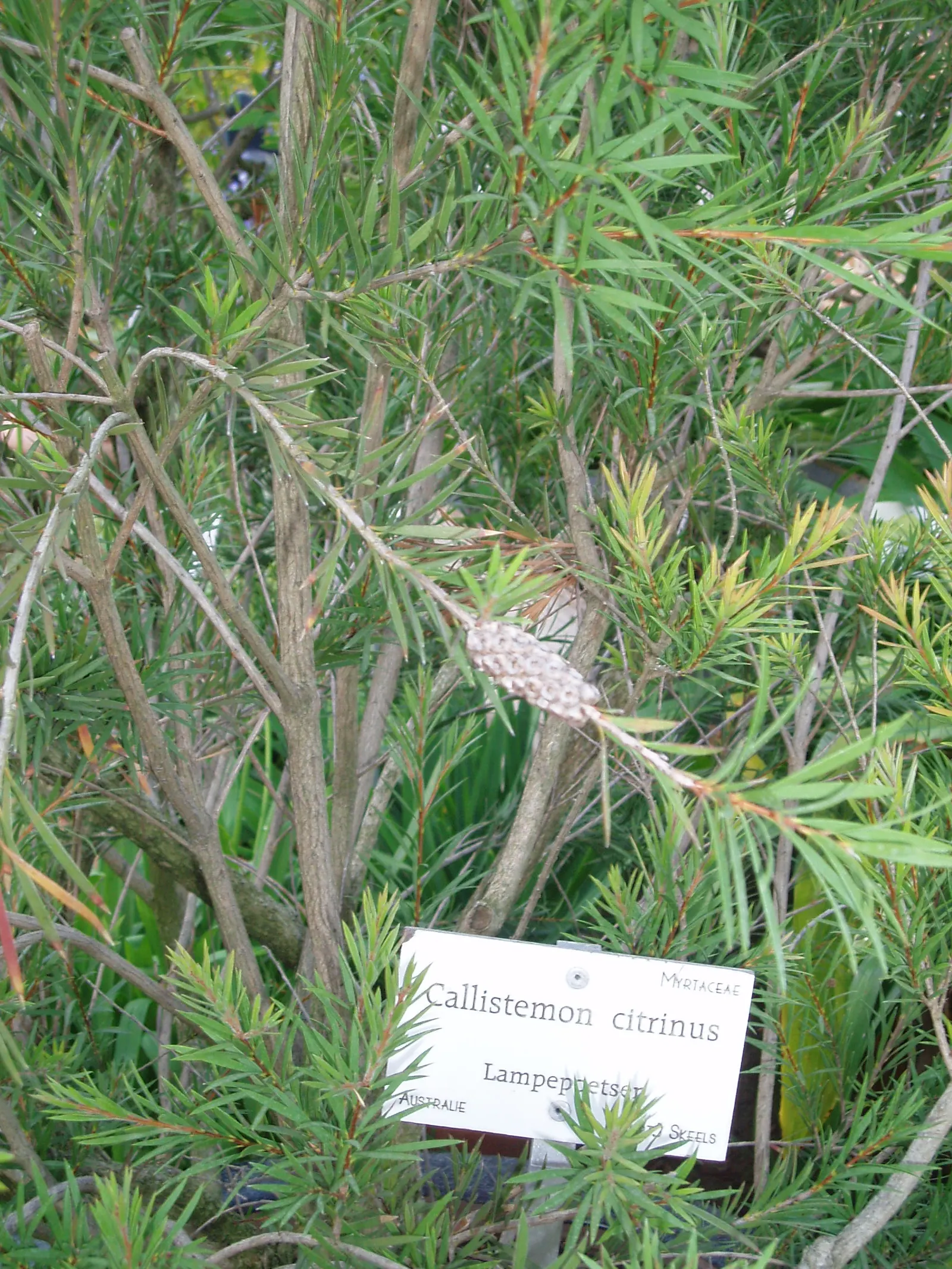 Lemon Bottlebrush (Callistemon Citrinus) — is a vibrant and robust evergreen shrub native to Australia; it reaches a mature size of 8-10 feet tall, image 177