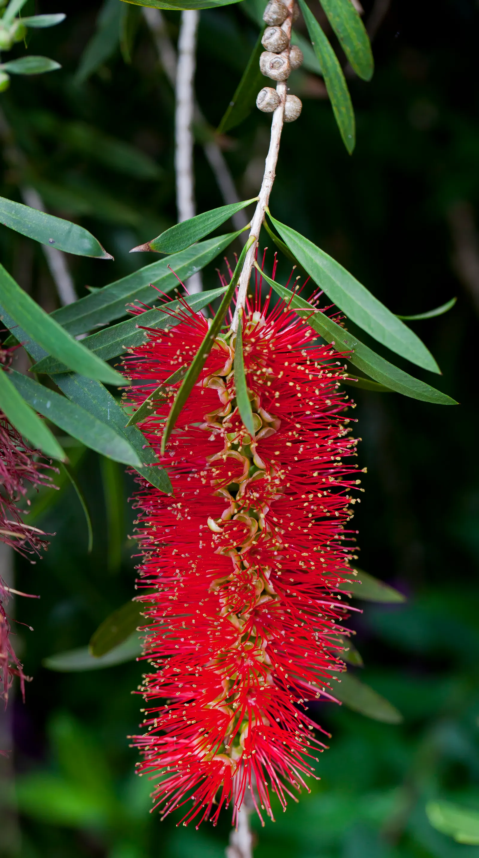 Lemon Bottlebrush (Callistemon Citrinus) — The flowers can reach lengths of approximately 4 to 6 inches; ensuring the plant remains a focal point, image 156