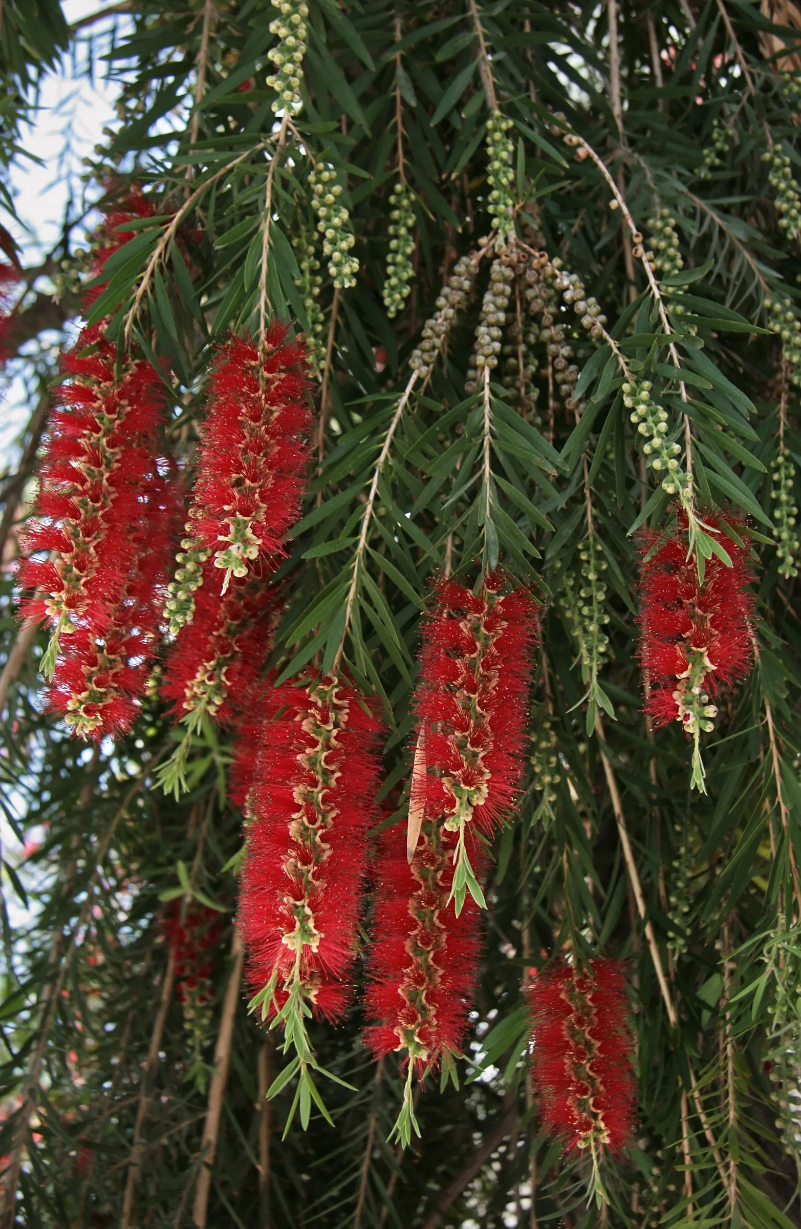 Lemon Bottlebrush (Callistemon Citrinus) — It reaches a mature size of 8-10 feet tall and 5-8 feet wide, flourishing in full sun and well-drained soils