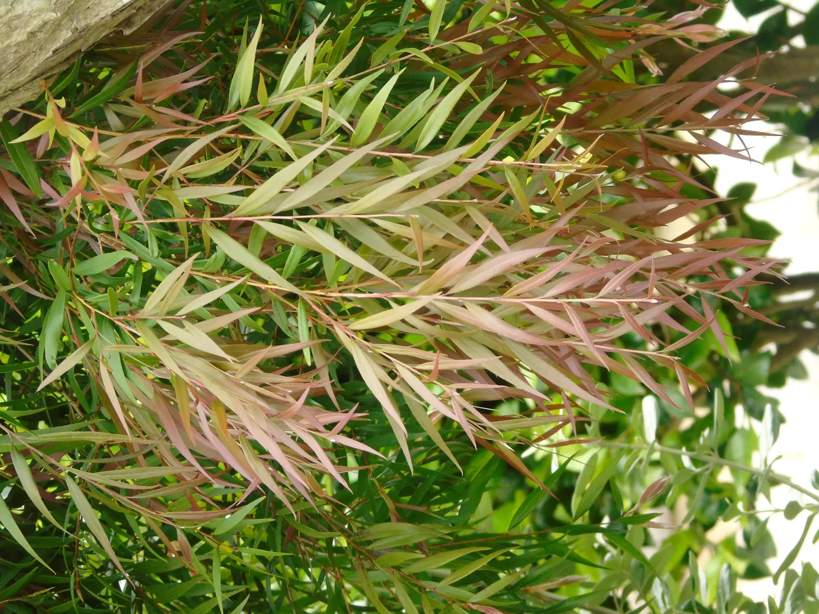 Lemon Bottlebrush (Callistemon Citrinus) — ensuring the plant remains a focal point in the landscape all year round; it reaches a mature size of 8-10 feet tall