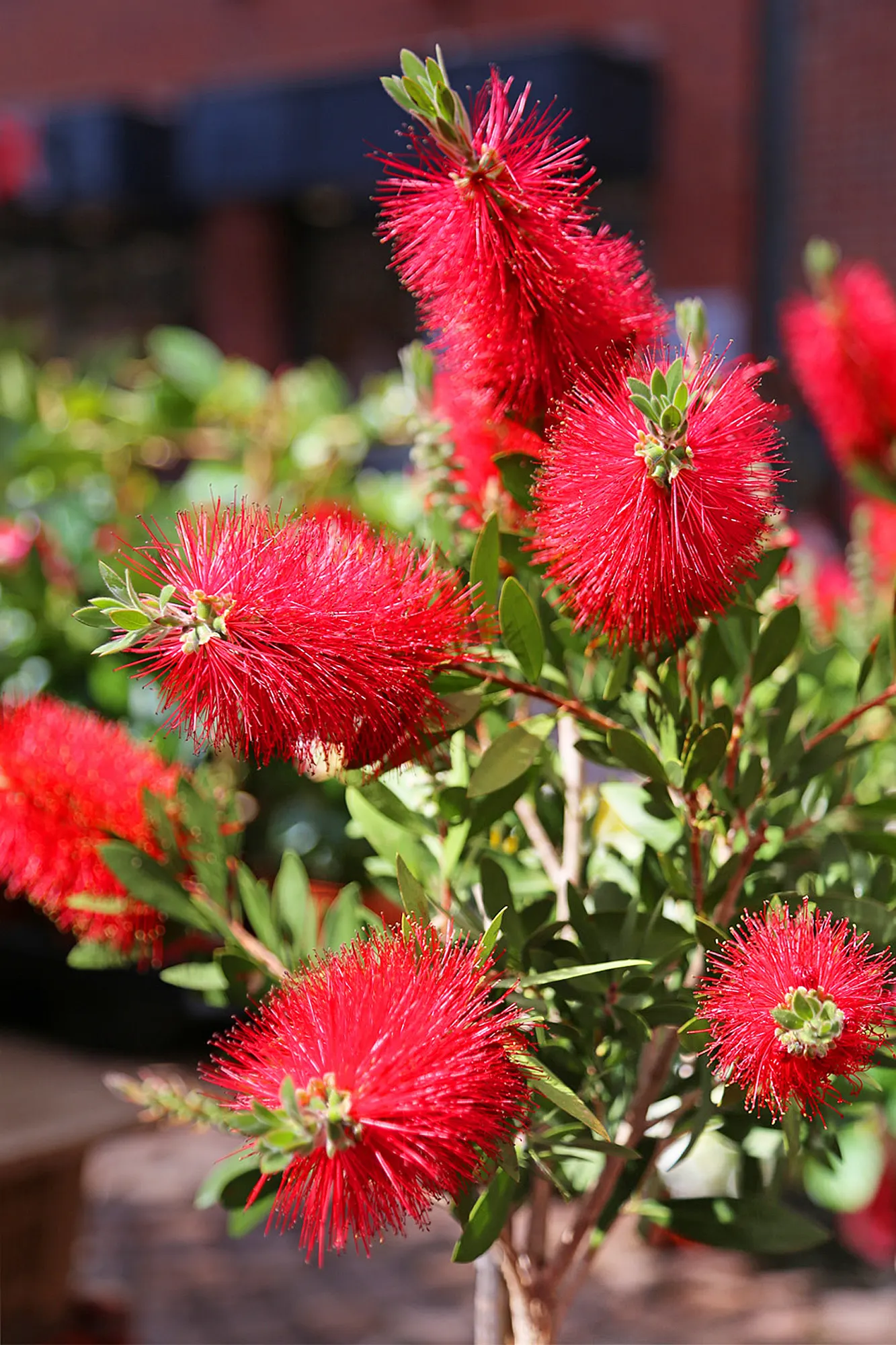 Lemon Bottlebrush (Callistemon Citrinus) — It reaches a mature size of 8-10 feet tall and 5-8 feet wide, flourishing in full sun and well-drained, image 172