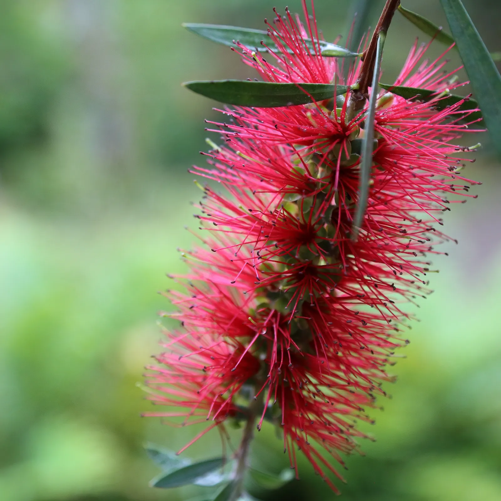 Lemon Bottlebrush (Callistemon Citrinus) — ensuring the plant remains a focal point in the landscape all year round; it reaches a mature size of, image 137