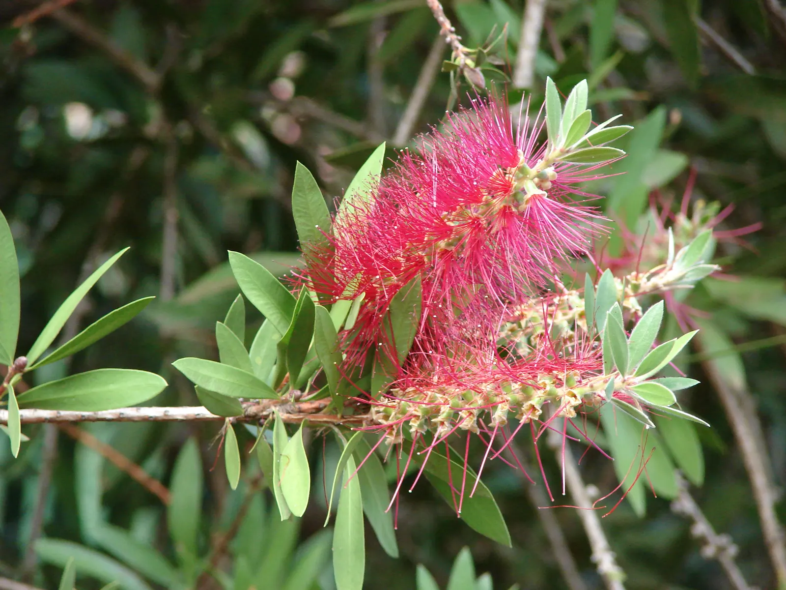 Lemon Bottlebrush (Callistemon Citrinus) — scientifically known as Callistemon citrinus; ensuring the plant remains a focal point in the landscape, image 148