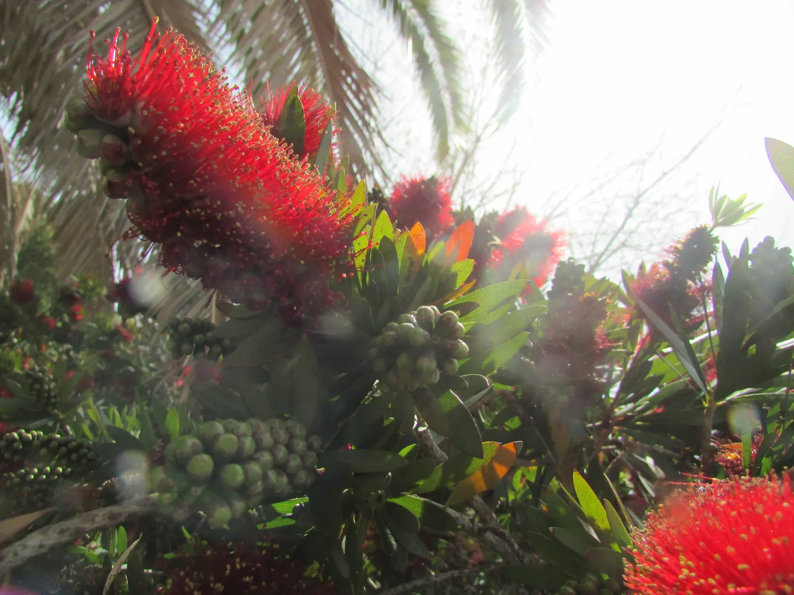 Lemon Bottlebrush (Callistemon Citrinus) — though it flourishes in soil that is moist and well-drained; this plant is a popular choice for adding, image 182