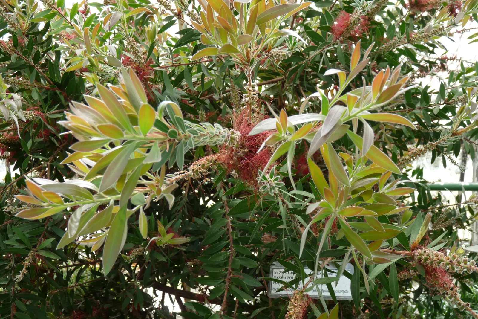 Lemon Bottlebrush (Callistemon Citrinus) — Callistemon citrinus may require protection from frost.<br><br>Whether used as a specimen plant, image 132