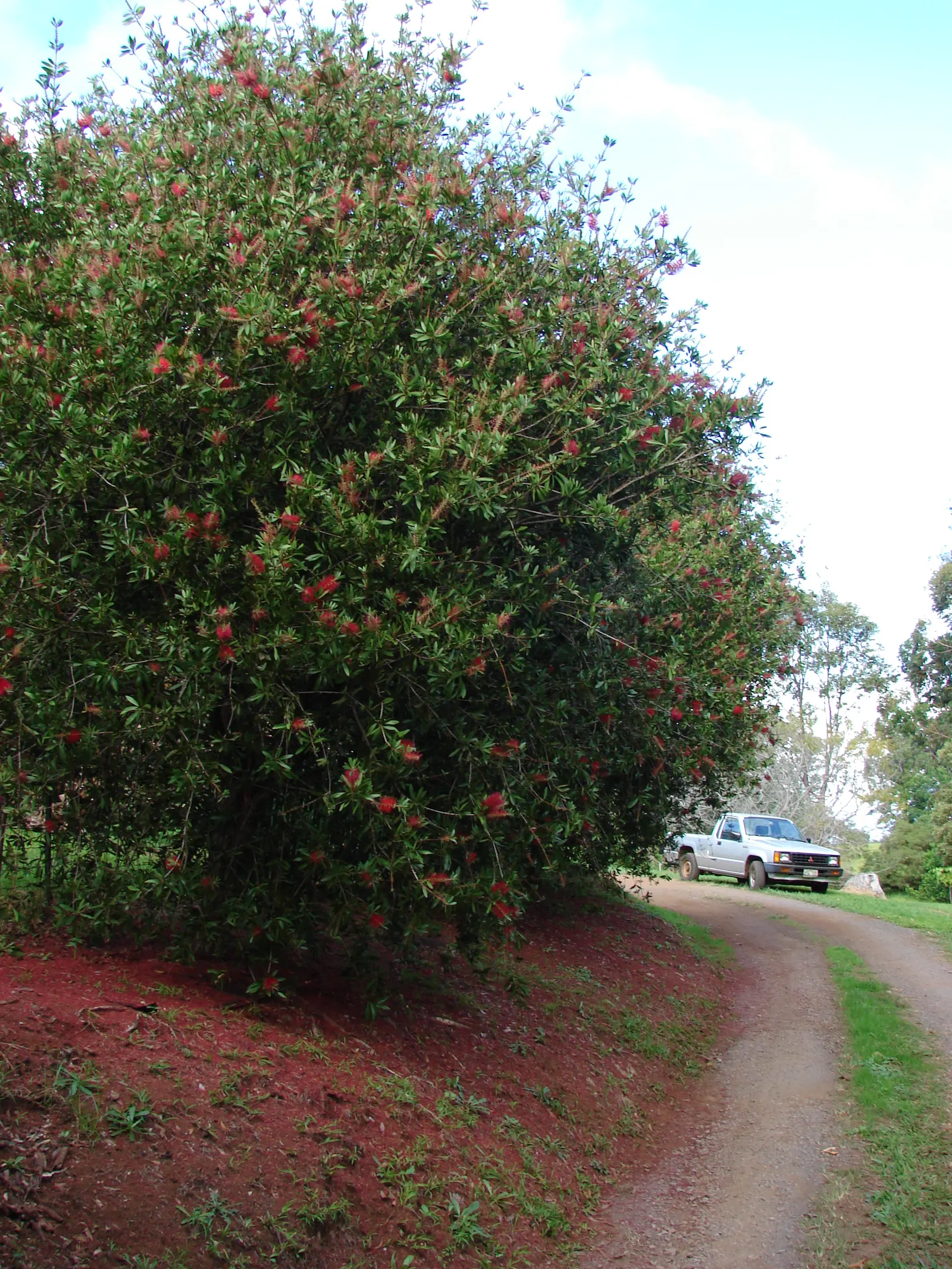 Lemon Bottlebrush (Callistemon Citrinus) — This Australian native offers year-round interest; it reaches a mature size of 8-10 feet tall and 5-8, image 145