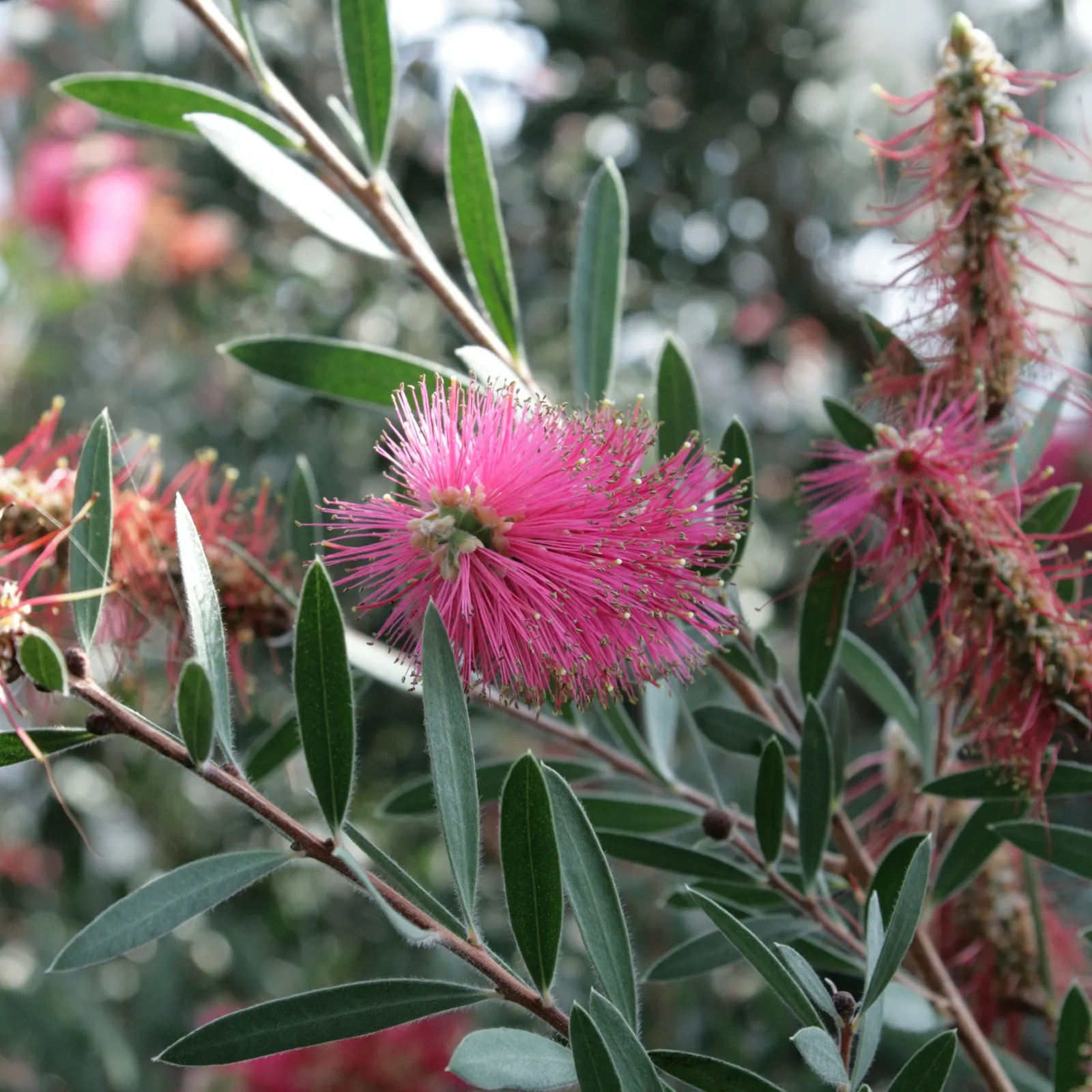 Lemon Bottlebrush (Callistemon Citrinus) — tree for full or half; ensuring the plant remains a focal point in the landscape all year round, image 140