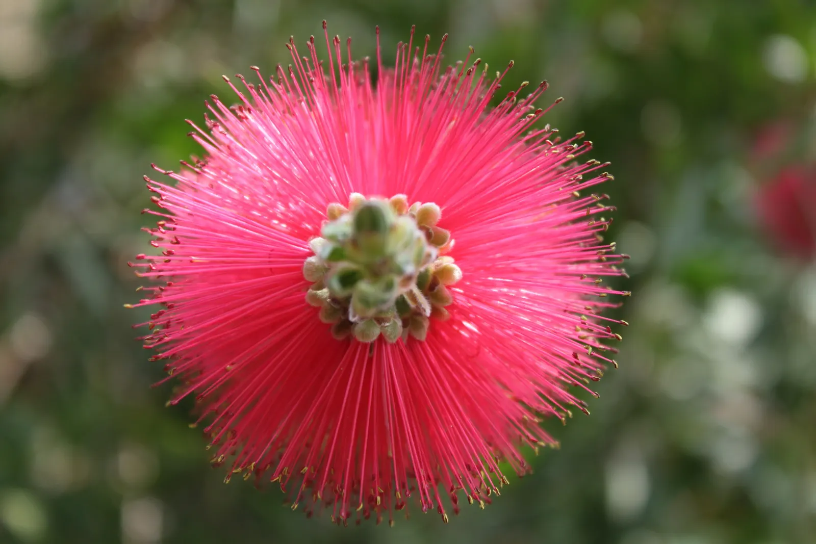 Lemon Bottlebrush (Callistemon Citrinus) — The Lemon Bottlebrush (Callistemon citrinus) is an eye-catching evergreen shrub; it reaches a mature, image 141