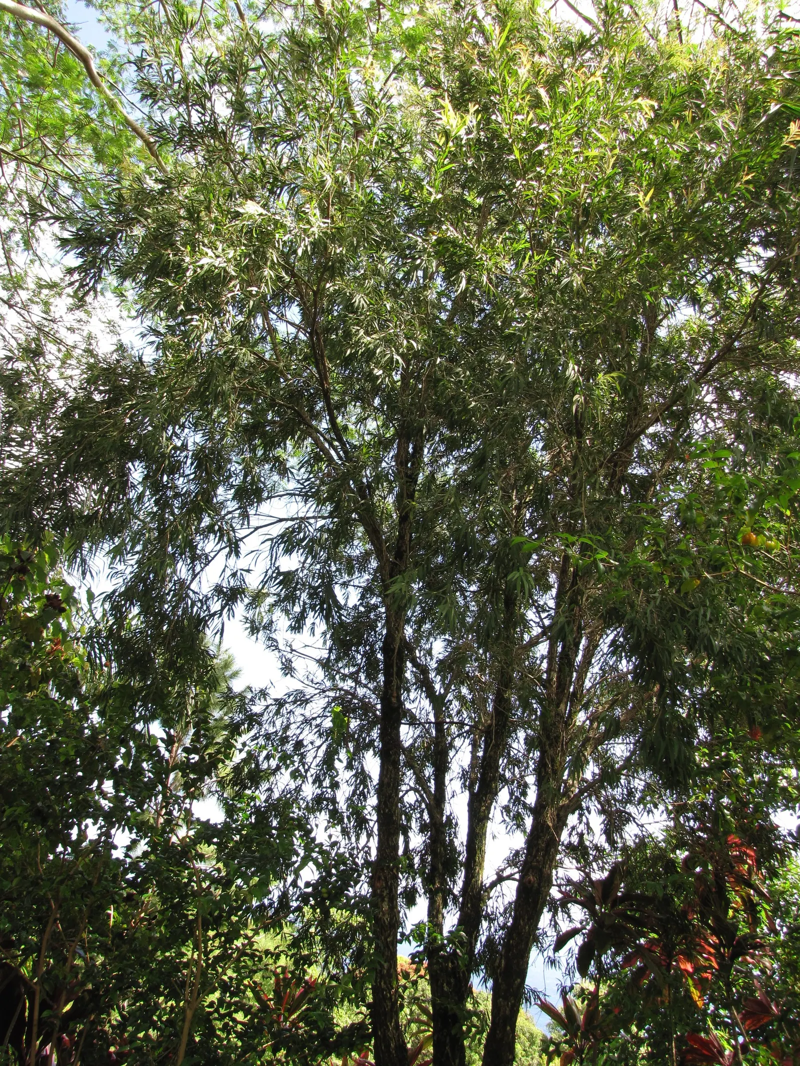 Lemon Bottlebrush (Callistemon Citrinus) — This hardy shrub prefers full sun to partial shade and is adaptable to a variety of soil types; it, image 153