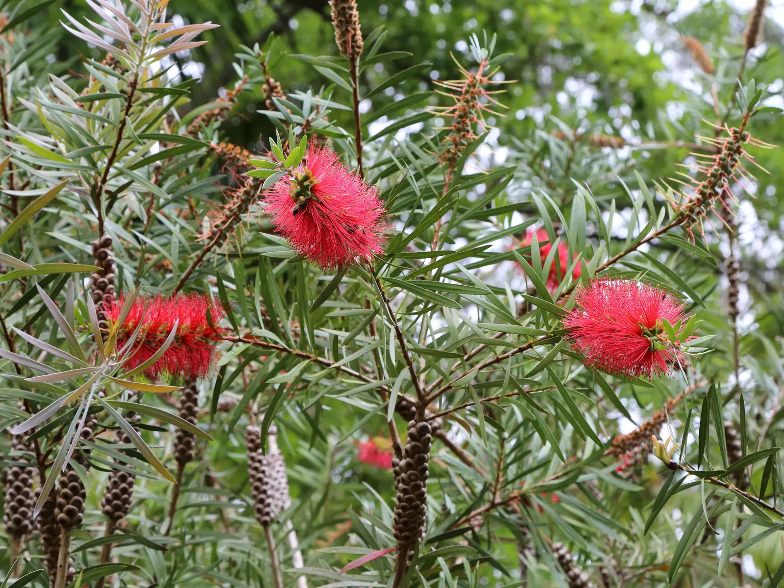 Lemon Bottlebrush (Callistemon Citrinus) — is a vibrant and robust evergreen shrub native to Australia; it reaches a mature size of 8-10 feet tall, image 121